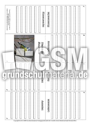 Faltbuch-Blaumeise.pdf